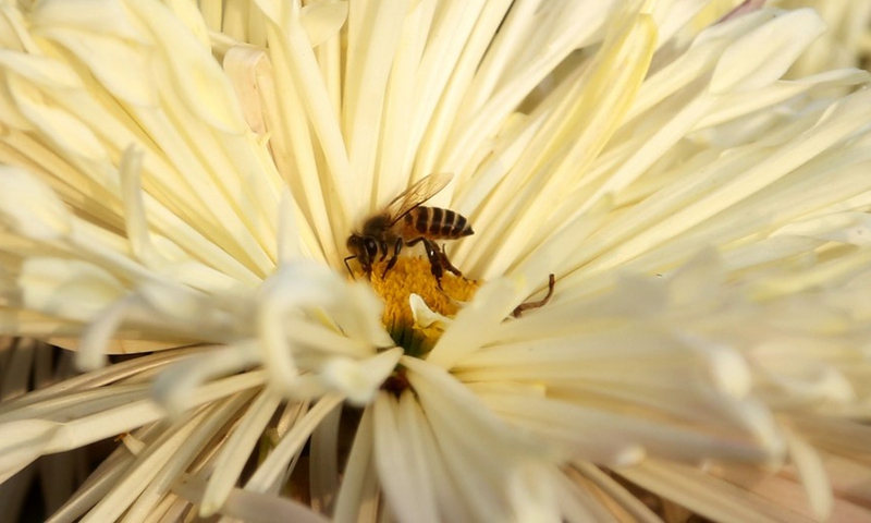 A bee collects nectar from a flower during the Chrysanthemum and Autumn Flowers Show in Islamabad, capital of Pakistan on Dec, 4. 2021.Photo:Xinhua