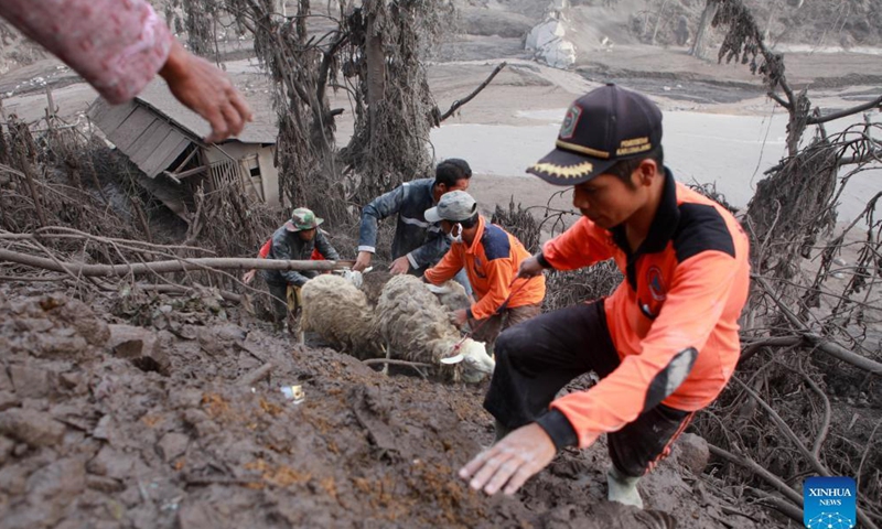 Rescuers evacuate sheep after Mount Semeru eruption at Sumberwuluh village in Lumajang, East Java, Indonesia, Dec. 5, 2021.Photo:Xinhua