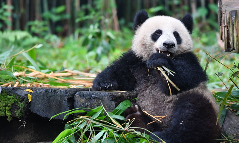 Two giant pandas Longzai and Tingzai scramble for bamboo at the Chimelong Safari Park in Guangzhou, south China's Guangdong.File Photo:Xinhua