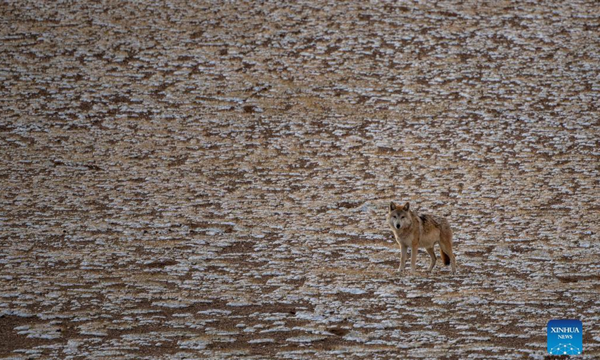 A wolf is pictured at the Qiangtang National Nature Reserve in southwest China's Tibet Autonomous Region, Sept. 25, 2021. (Xinhua/Jigme Dorje)