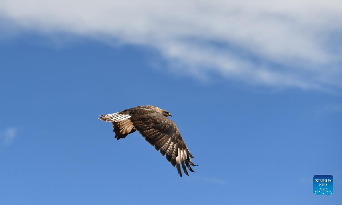 An eagle is pictured at the Qiangtang National Nature Reserve in southwest China's Tibet Autonomous Region, Sept. 25, 2021. (Xinhua/Jigme Dorje)