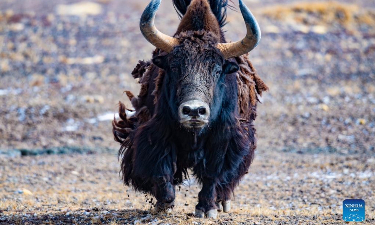 A wild yak is pictured at the Qiangtang National Nature Reserve in southwest China's Tibet Autonomous Region, Sept. 25, 2021. (Xinhua/Purbu Zhaxi)