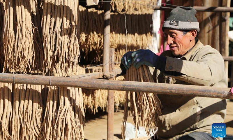 Villagers sort and dry dangshen root from the plant codonopsis pilosula, often used in traditional Chinese medicine (TCM), in Zhangxian County of Dingxi City, northwest China's Gansu Province, on Dec. 5, 2021.Photo:Xinhua