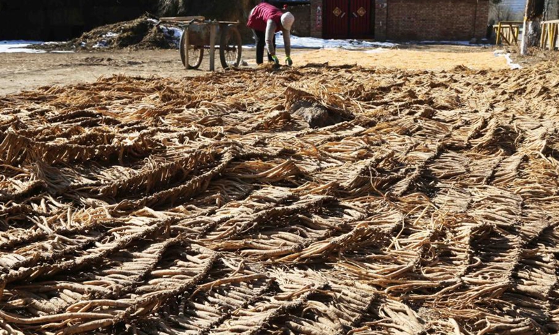 Villagers sort and dry dangshen root from the plant codonopsis pilosula, often used in traditional Chinese medicine (TCM), in Zhangxian County of Dingxi City, northwest China's Gansu Province, on Dec. 5, 2021.Photo:Xinhua