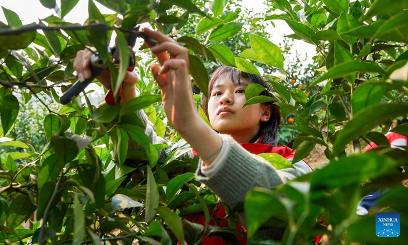 Photo taken on Dec. 5, 2021 shows students from Southwest University taking part in a horticulture competition in southwest China's Chongqing Municipality.Photo:Xinhua