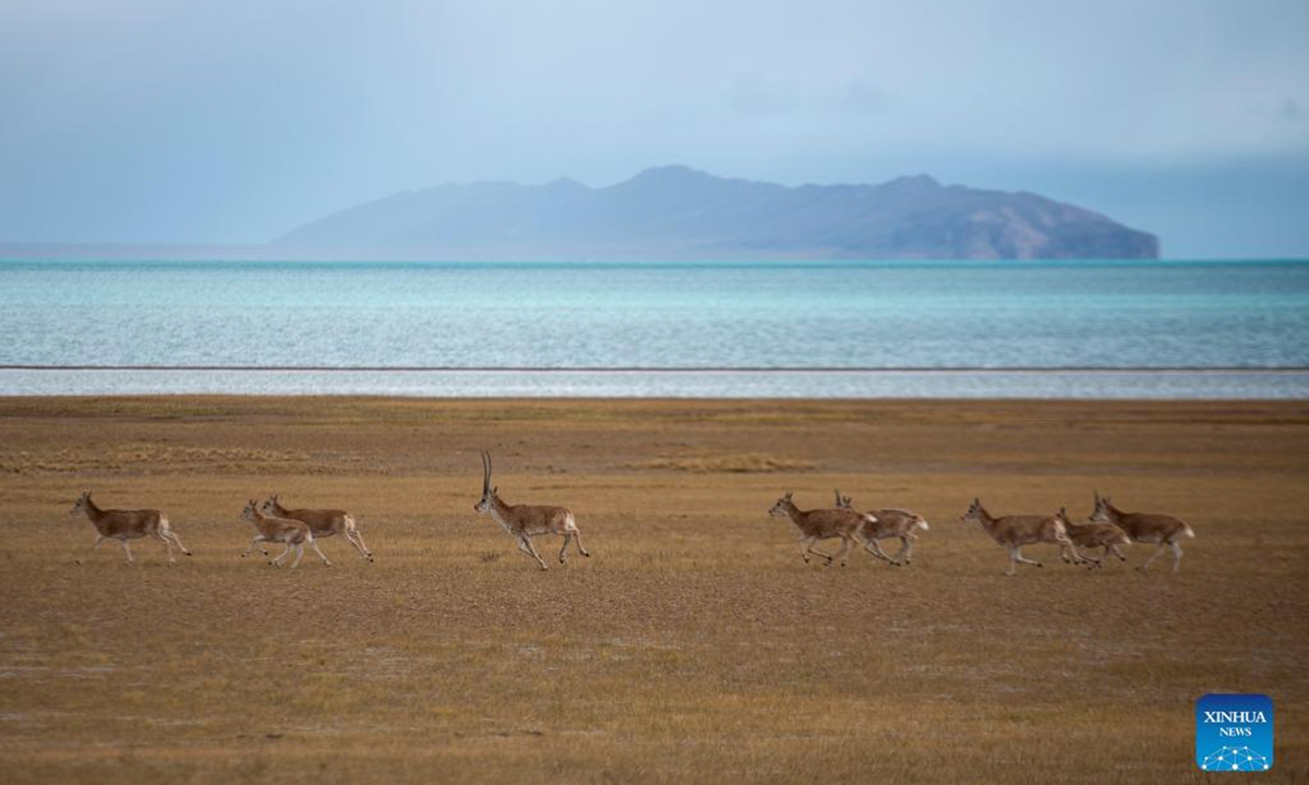 Tibetan antelopes are pictured at the Qiangtang National Nature Reserve in southwest China's Tibet Autonomous Region, Sept. 25, 2021. (Xinhua/Sun Ruibo)