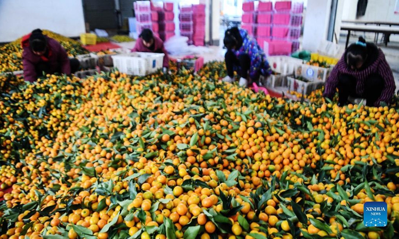 Villagers select kumquats in Rong'an County, south China's Guangxi Zhuang Autonomous Region, Dec. 5, 2021.Photo:Xinhua