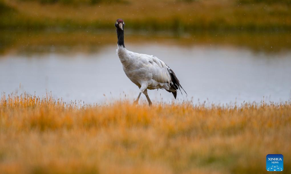 A black-necked crane is pictured at the Qiangtang National Nature Reserve in southwest China's Tibet Autonomous Region, Sept. 26, 2021. (Xinhua/Purbu Zhaxi)
