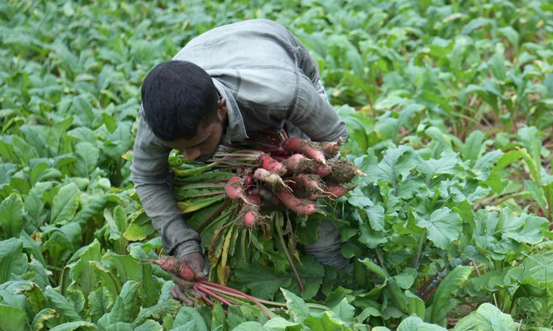 A farmer collects harvested radish in a field on the outskirts of Agartala, capital city of India's northeastern state of Tripura, Dec. 5, 2021.Photo:Xinhua