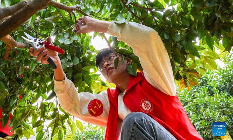 Photo taken on Dec. 5, 2021 shows students from Southwest University taking part in a horticulture competition in southwest China's Chongqing Municipality.Photo:Xinhua