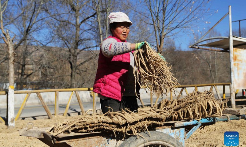 Villagers sort and dry dangshen root from the plant codonopsis pilosula, often used in traditional Chinese medicine (TCM), in Zhangxian County of Dingxi City, northwest China's Gansu Province, on Dec. 5, 2021.Photo:Xinhua