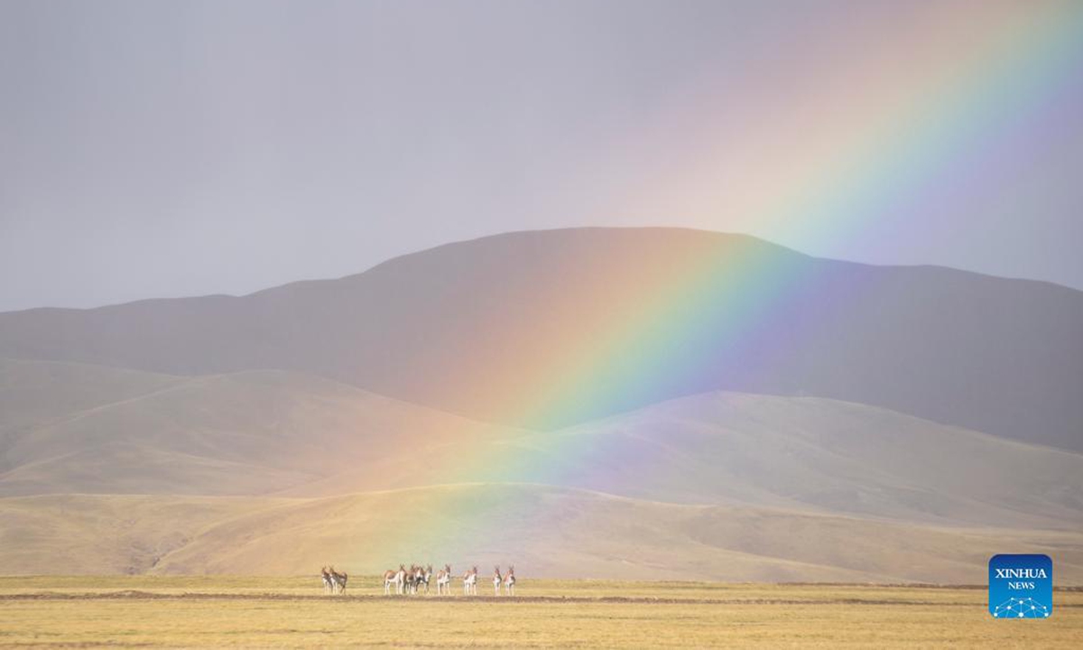 Wild Tibetan donkeys are pictured at the Qiangtang National Nature Reserve in southwest China's Tibet Autonomous Region, Sept. 22, 2021. (Xinhua/Sun Ruibo)