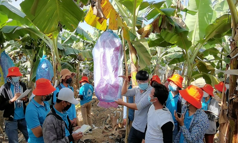 Cambodian agriculture students visit a banana orchard in Kratie province, Cambodia on Dec. 4, 2021.Photo:Xinhua