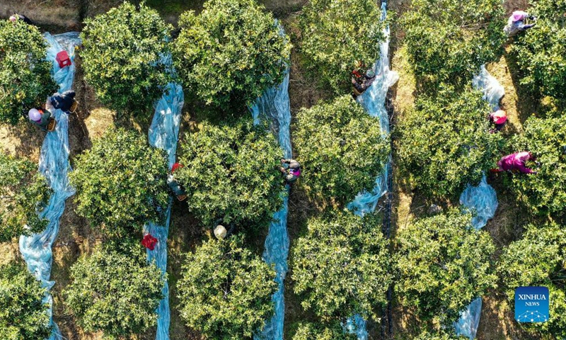 Aerial photo taken on Dec. 5, 2021 shows people picking kumquats at a kumquat orchard in Rong'an County, south China's Guangxi Zhuang Autonomous Region.Photo:Xinhua