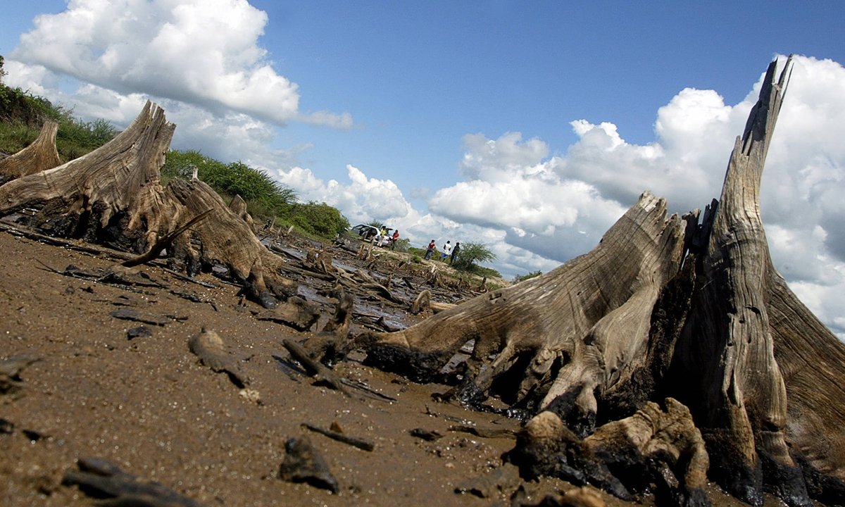 A photo taken on May 20, 2007 shows a depleted mangrove habitat in Malindi in the Kenyan coastal region. Photo: AFP