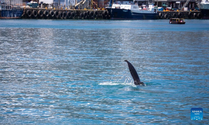 A whale is spotted near V&A Waterfront, a popular beach-side tourism attraction in Cape Town, South Africa, Dec. 7, 2021. (Photo: Xinhua)