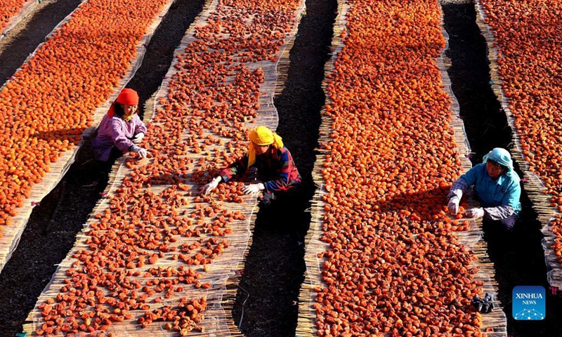 Villagers sort dried persimmons in Yiyuan County of Zibo, east China's Shandong Province, Dec. 7, 2021. Persimmon processing is one of the industries with local features which helps villagers increase income. (Xinhua)
