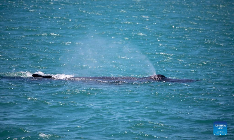 A whale is spotted near V&A Waterfront, a popular beach-side tourism attraction in Cape Town, South Africa, Dec. 7, 2021. (Photo: Xinhua)