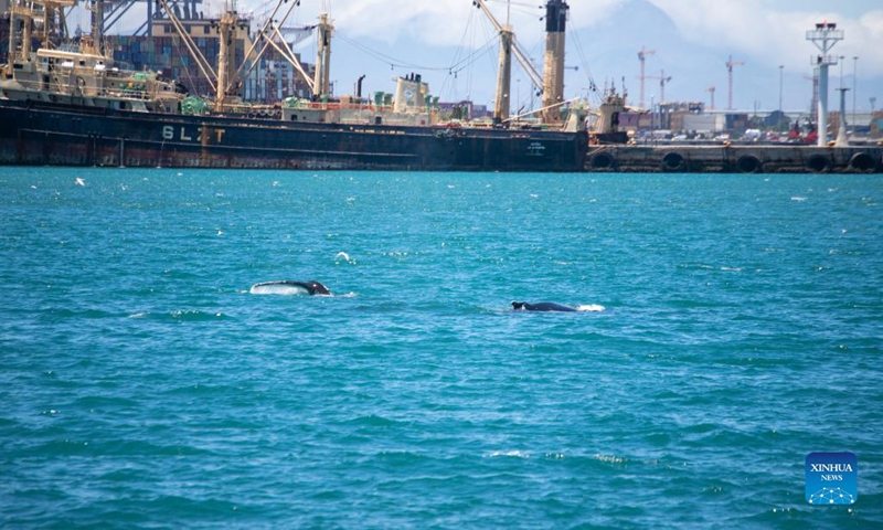 A whale is spotted near V&A Waterfront, a popular beach-side tourism attraction in Cape Town, South Africa, Dec. 7, 2021. (Photo: Xinhua)