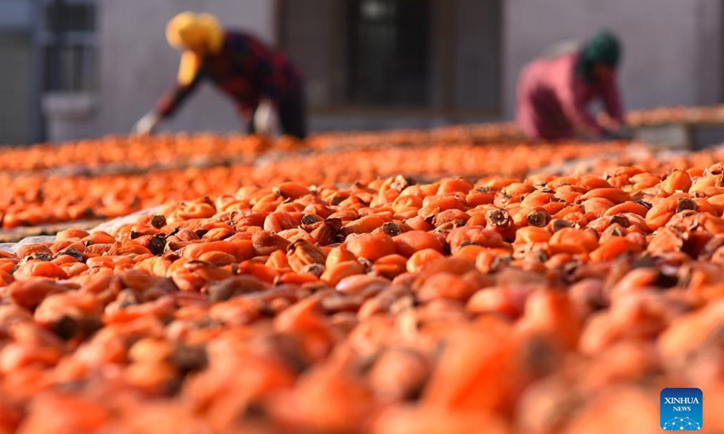 Villagers sort dried persimmons in Yiyuan County of Zibo, east China's Shandong Province, Dec. 7, 2021. Persimmon processing is one of the industries with local features which helps villagers increase income. (Xinhua)