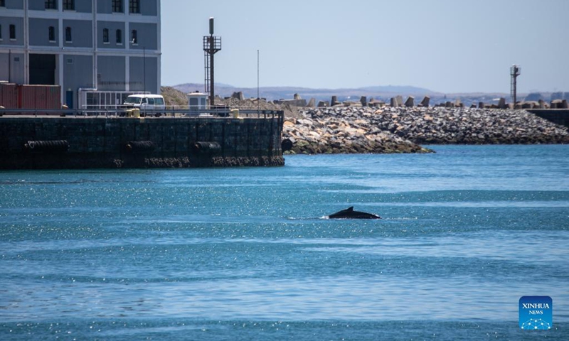 A whale is spotted near V&A Waterfront, a popular beach-side tourism attraction in Cape Town, South Africa, Dec. 7, 2021. (Photo: Xinhua)