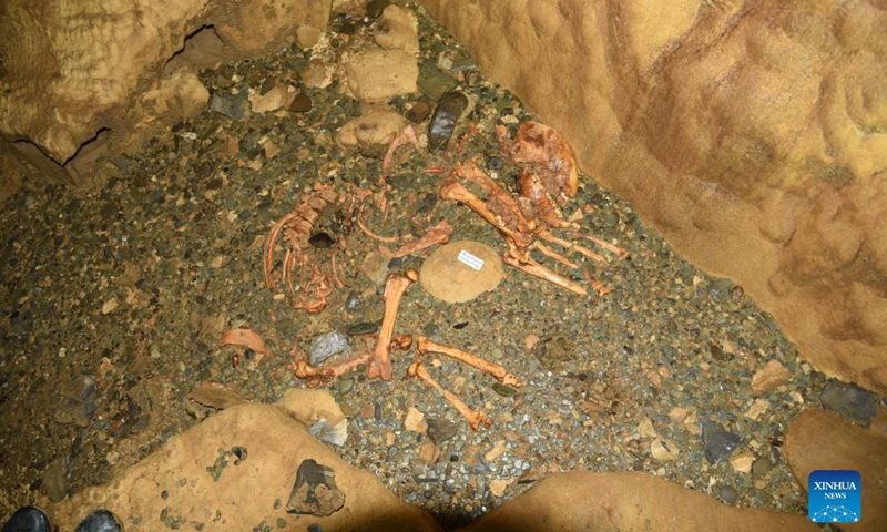 Undated handout photo shows a giant panda fossil found by researchers from the Institute of Mountain Resources under Guizhou Academy of Sciences. A giant panda fossil, dating back over 100,000 years, has been uncovered in Asia's longest cave in southwest China's Guizhou Province, researchers said Wednesday.   (Institute of Mountain Resources under Guizhou Academy of Sciences/Handout via Xinhua)