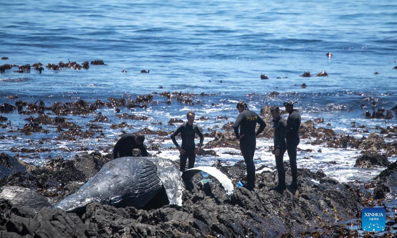People prepare to move a humpback whale carcass on the shore in Cape Town, South Africa, Dec. 9, 2021. Local government tried to move the humpback whale carcass with assistance of the police and the National Sea Rescue Institute after it was spotted on Thursday morning, local media reported.Photo:Xinhua