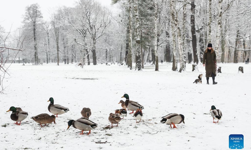Birds forage at a snow-covered park in Berlin, capital of Germany, Dec. 9, 2021.Photo:Xinhua