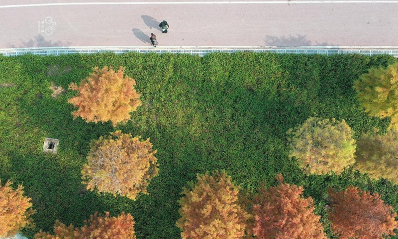 Aerial photo taken on Dec. 12, 2021 shows colorful leaves at a riverside park in Nanning, south China's Guangxi Zhuang Autonomous Region.Photo:Xinhua