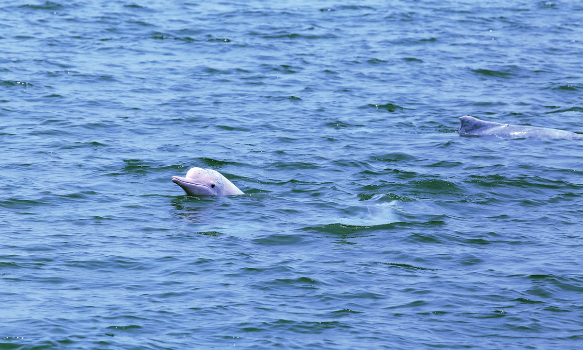 A wild Chinese white dolphin Photo: cnsphoto