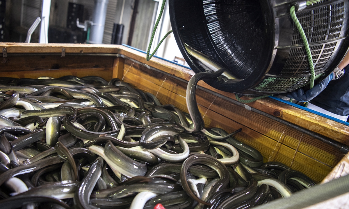 Eels are unloaded at a sorting facility in Hamamatsu, Shizuoka prefecture, Japan on April 16, 2021. Photo: AFP