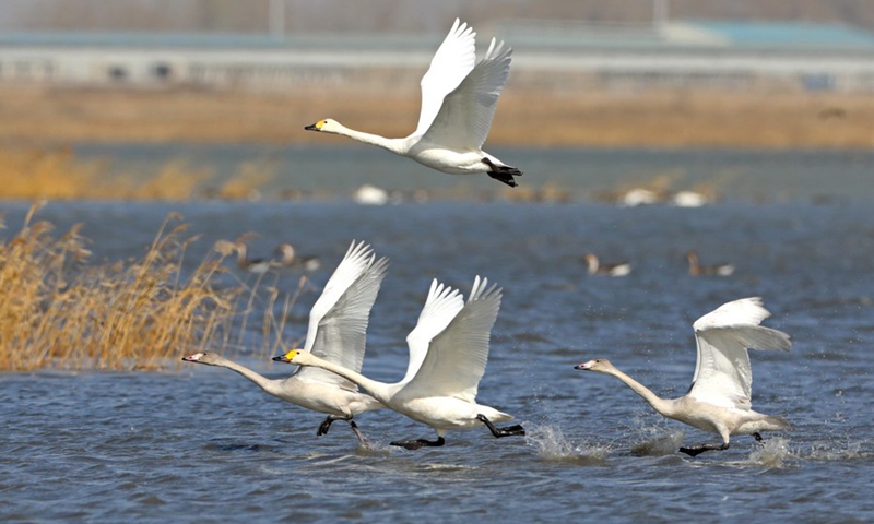 Swans fly in the Luoping Lake area in Zhangjiakou, north China's Hebei Province, Oct. 26, 2020.(Photo: Xinhua)