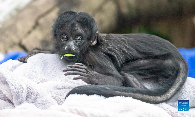 Congcong, a black bearded saki cub, plays at Chimelong Safari Park in Guangzhou, capital of south China's Guangdong Province, Dec. 16, 2021. Congcong, a male black bearded saki cub born on July 22, 2021 at Chimelong Safari Park in Guangzhou, made his debut here Thursday.(Photo: Xinhua)