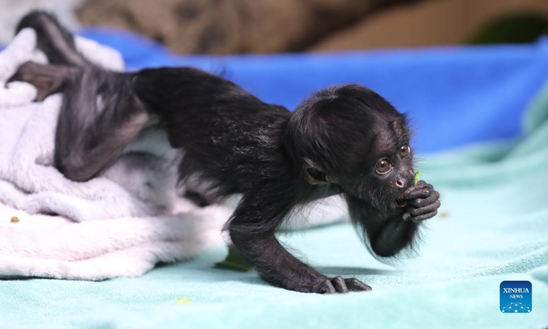 Congcong, a black bearded saki cub, plays at Chimelong Safari Park in Guangzhou, capital of south China's Guangdong Province, Dec. 16, 2021. Congcong, a male black bearded saki cub born on July 22, 2021 at Chimelong Safari Park in Guangzhou, made his debut here Thursday.(Photo: Xinhua)