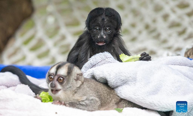 Congcong (top), a black bearded saki cub, eats lettuce with a night monkey at Chimelong Safari Park in Guangzhou, capital of south China's Guangdong Province, Dec. 16, 2021. Congcong, a male black bearded saki cub born on July 22, 2021 at Chimelong Safari Park in Guangzhou, made his debut here Thursday.(Photo: Xinhua)