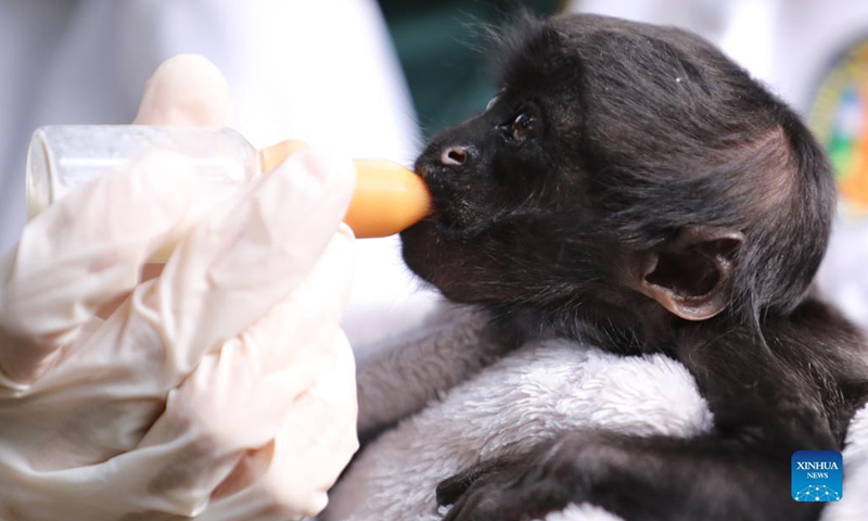 Congcong, a black bearded saki cub, is fed with milk at Chimelong Safari Park in Guangzhou, capital of south China's Guangdong Province, Dec. 16, 2021. Congcong, a male black bearded saki cub born on July 22, 2021 at Chimelong Safari Park in Guangzhou, made his debut here Thursday.(Photo: Xinhua)