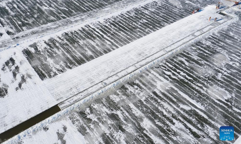 Workers collect ice cubes from the Songhua River in Harbin, capital of northeast China's Heilongjiang Province, Dec. 17, 2021. Ice cubes collected from the frozen Songhua River will be used in the decoration of the Harbin Ice and Snow World Park.Photo:Xinhua