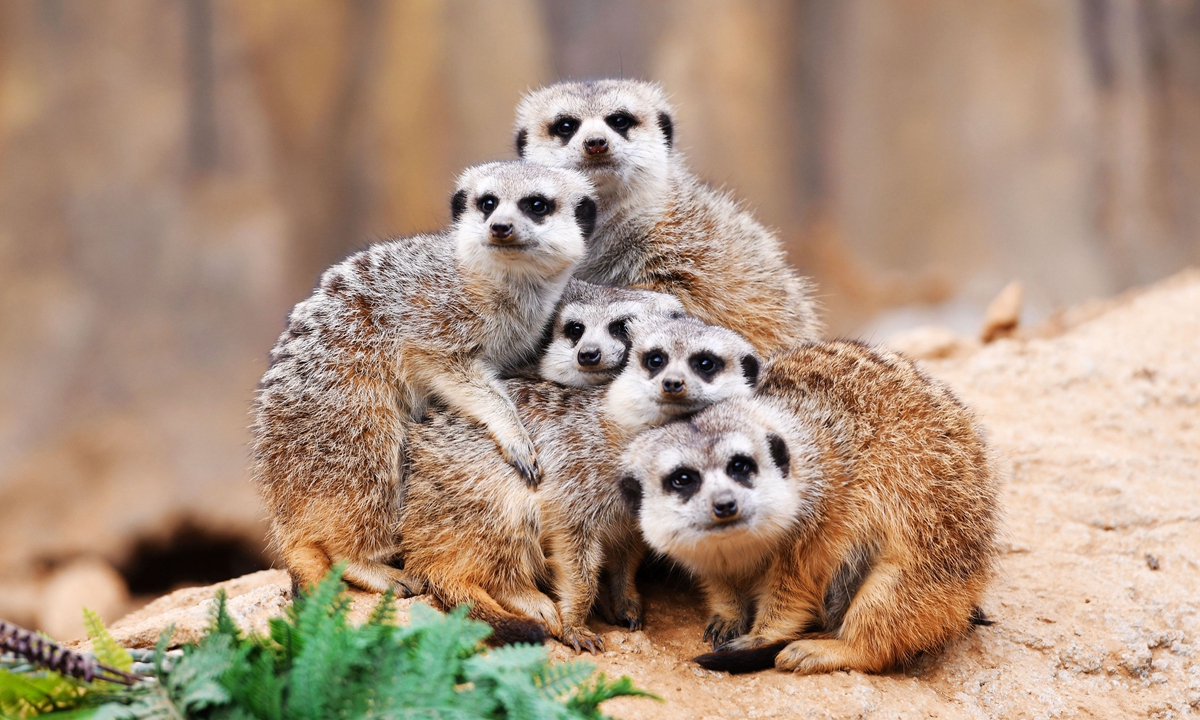 How meerkats spend winter
