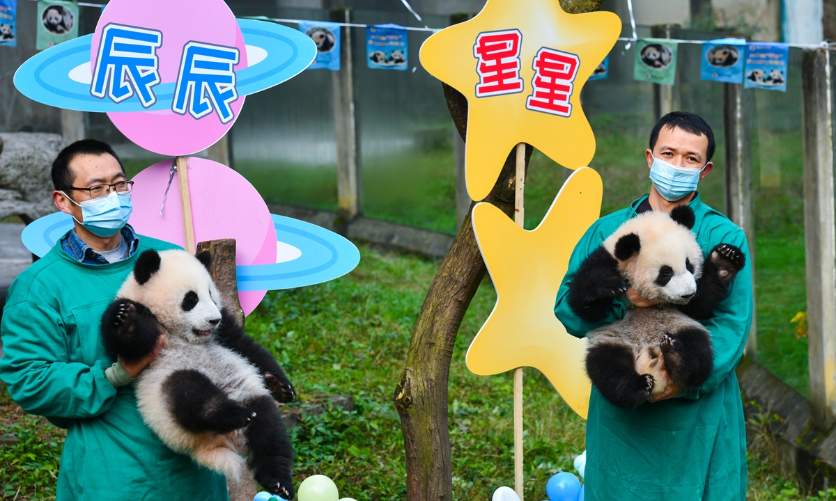 Staff at Chongqing Zoo in Southwest China's Chongqing Municipality hold the giant panda twins Xingxing and Chenchen on December 21, 2021. The zoo held a naming ceremony for them and another pair of panda twins named Qizhen and Qibao on that day. Photo: VCG
