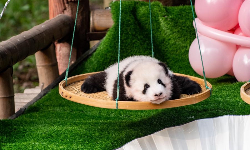 Chongqing Zoo in southwest China held a 100-day party for brother and sister panda twins on Dec. 21, 2021.(Photo: Xinhua)
