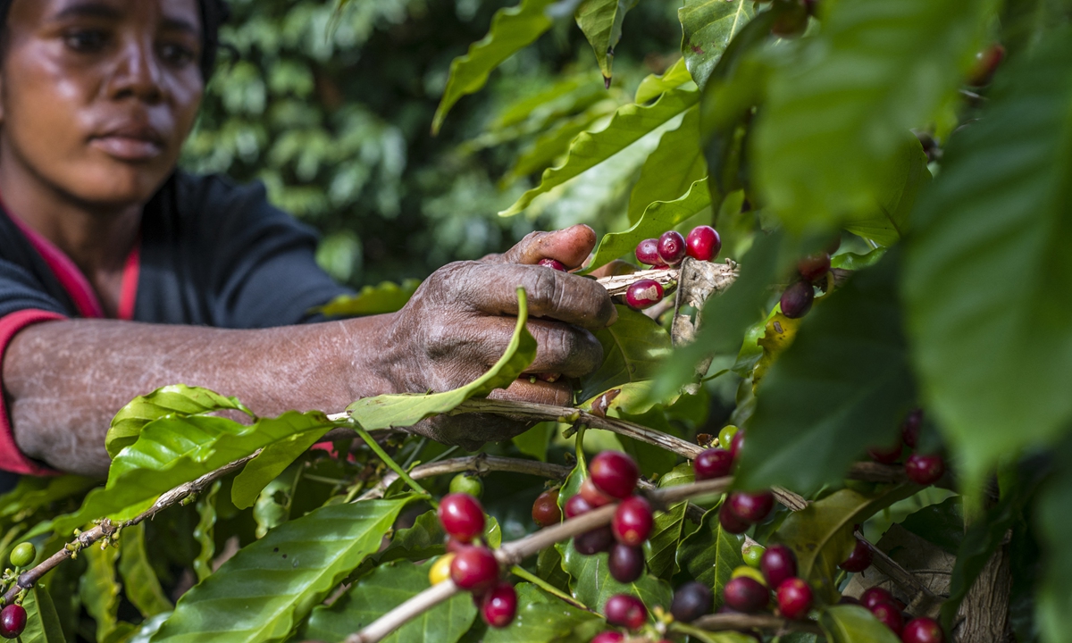 A woman picks ripe cherries of coffee at the Mubuyu Farm plantation, Zambia. Photo: AFP