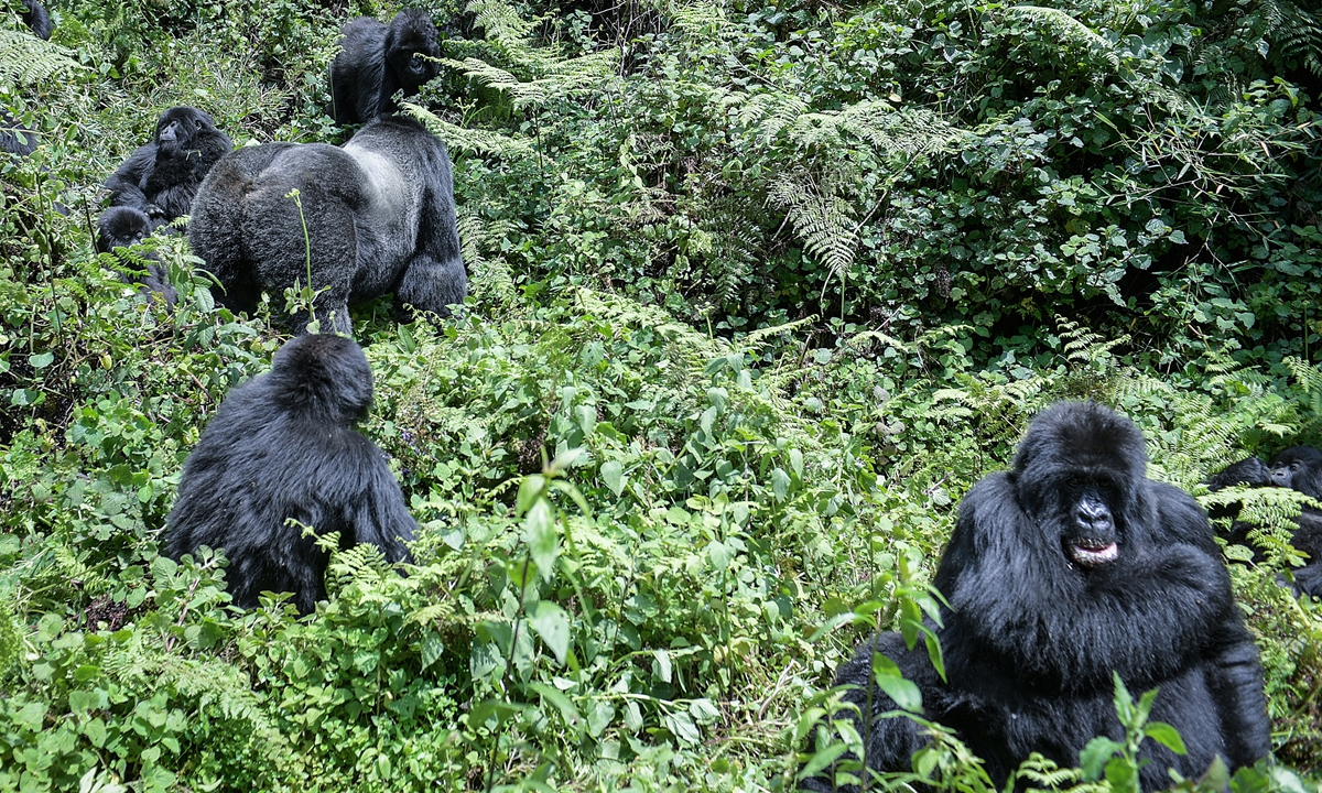 Mountain gorillas at the Volcanoes National Park, Rwanda, on October 29, 2021 
Photos: AFP