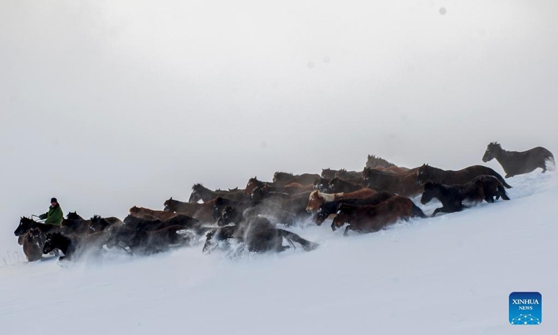 A drove of horses gallop on a snowfield in Zhaosu County, Kazak Autonomous Prefecture of Ili, northwest China's Xinjiang Uygur Autonomous Region, Dec. 20, 2021.(Photo: Xinhua)