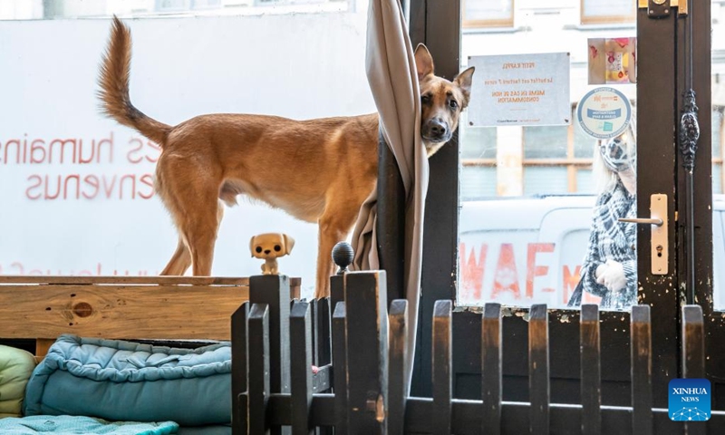 A dog is pictured at the Waf Cafe in Lille, northern France, Dec. 22, 2021. The Waf Cafe in Lille permanently welcomes dogs that have been abandoned. Customers can play with or simply pet them. Since its creation five years ago, more than 100 abandoned dogs have found a family thanks to the Waf Cafe.(Photo: Xinhua)