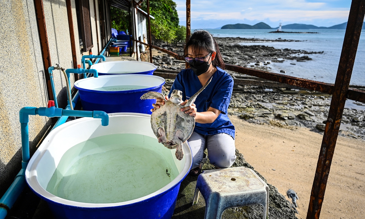 A marine biologist handles a sea turtle with a deformed flipper at the Phuket Marine Biological Center in Phuket, Thailand, on November 23, 2021. Photo: AFP