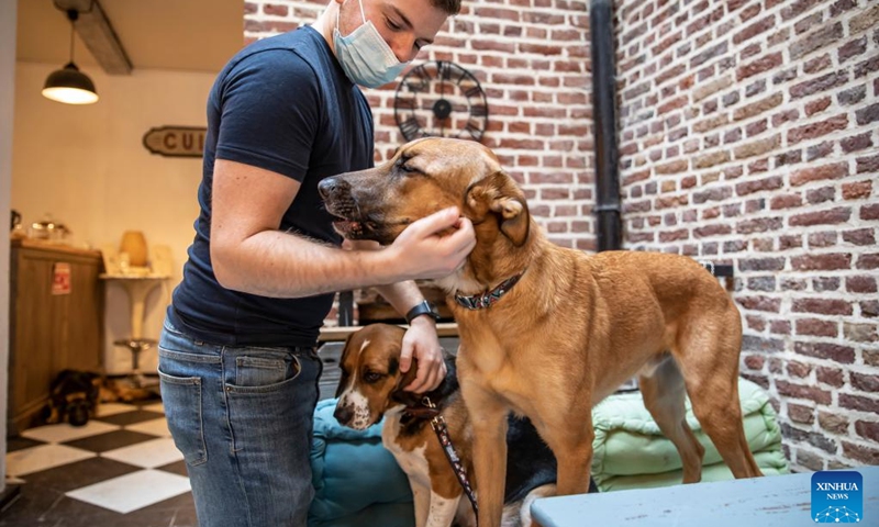 A customer plays with dogs at the Waf Cafe in Lille, northern France, Dec. 22, 2021. The Waf Cafe in Lille permanently welcomes dogs that have been abandoned. Customers can play with or simply pet them. Since its creation five years ago, more than 100 abandoned dogs have found a family thanks to the Waf Cafe.(Photo: Xinhua)