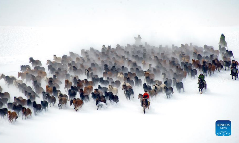 A drove of horses gallop on a snowfield in Zhaosu County, Kazak Autonomous Prefecture of Ili, northwest China's Xinjiang Uygur Autonomous Region, Dec. 20, 2021.(Photo: Xinhua)