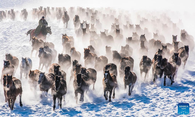 A drove of horses gallop on a snowfield in Zhaosu County, Kazak Autonomous Prefecture of Ili, northwest China's Xinjiang Uygur Autonomous Region, Dec. 20, 2021. (Photo: Xinhua)