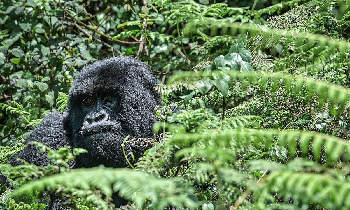 Mountain gorillas at the Volcanoes National Park, Rwanda, on October 29, 2021 
Photos: AFP