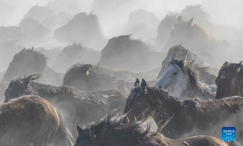 Horses are seen galloping on a snowfield in Zhaosu County, Kazak Autonomous Prefecture of Ili, northwest China's Xinjiang Uygur Autonomous Region, Dec. 20, 2021.(Photo: Xinhua)